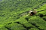 Sri Lanka - čajové plantáže