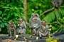 Poznávací zájezd Bali - Monkey Forest