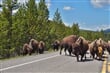 USA_Yellowstone_bisons_x_DSC03729.JPG