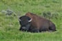 USA_Yellowstone_buffalo_x_DSC03619.JPG