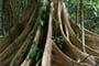 Sulawesi_Massive tree is buttressed by roots Tangkoko Park. Leaves, jungle_dreamstime_xxl_61331076