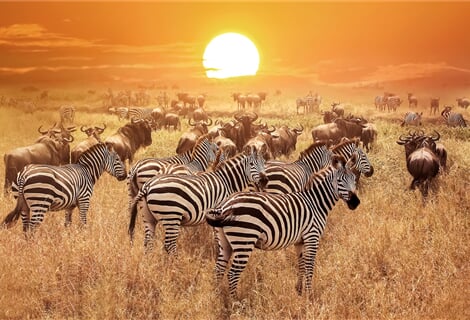 Pohoda v Tanzánii - safari v NP Serengeti a Ngorongoro s koupáním na Zanzibaru