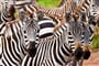 Poznávací zájezd do Tanzánie -  Ngorongoro