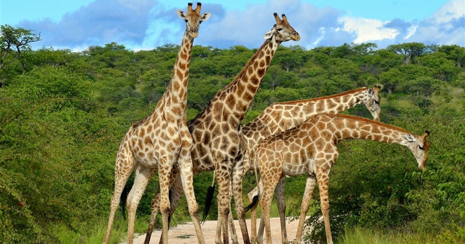 Poznávací zájezd do Tanzánie  - NP Serengeti