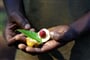 Poznávací zájezd do Tanzánie  -  ostrov Zanzibar - zahrada koření - muškátový oříšek