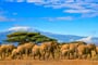 Keňa - NP Amboseli a Kilimandžáro