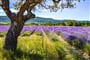 Poznávací zájezd Francie - Provence - kraj Vaucluse