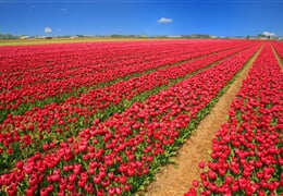 Tulipány A Velikonoce V Holandsku