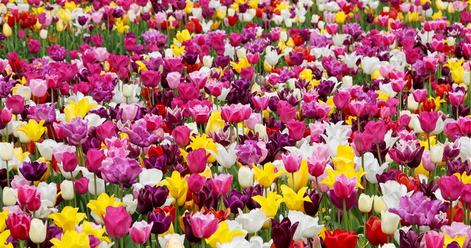 tulips, flowers, tulip field
