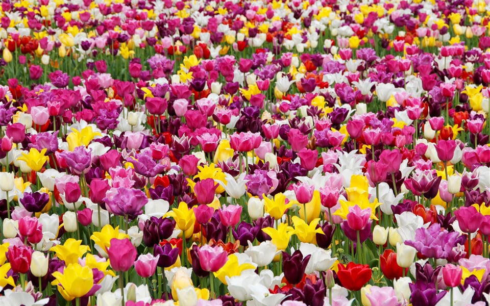 tulips, flowers, tulip field