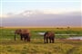 Keňa - NP Amboseli