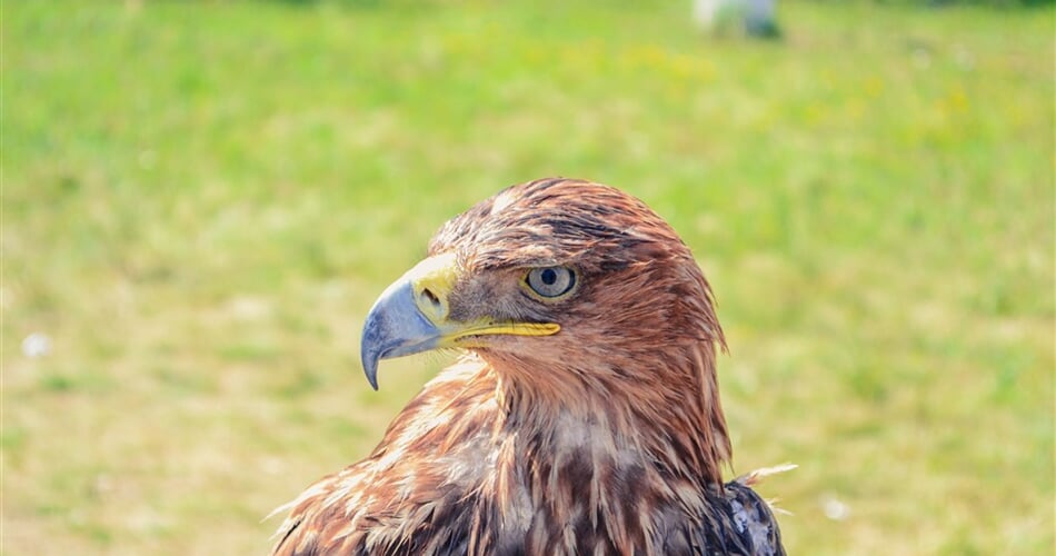 PIX_golden-eagle-1934812