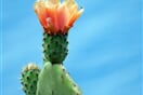 cactus-3547107_1920