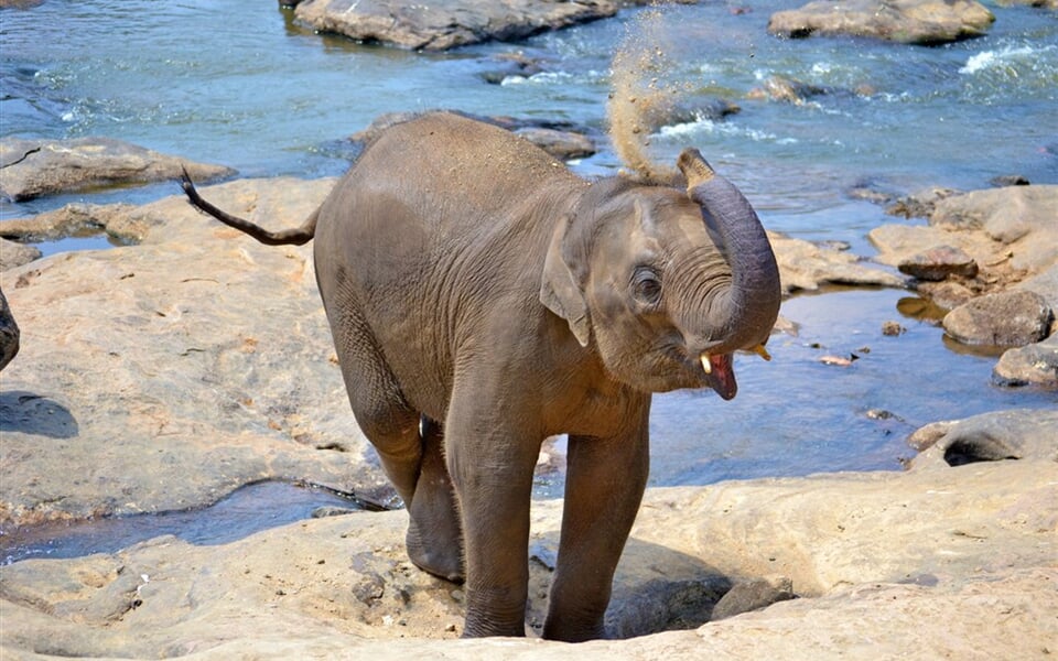 baby-elephant-267124
