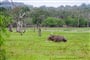 sri-lankan-elephant-4043774