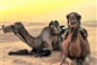 camels-2117221_1920