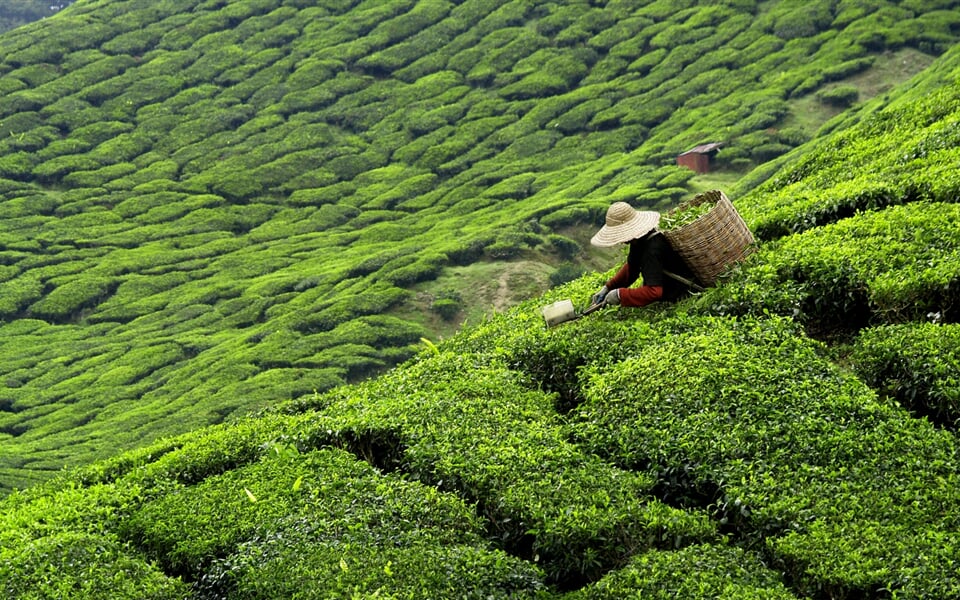 Sri Lanka   čajové plantáže