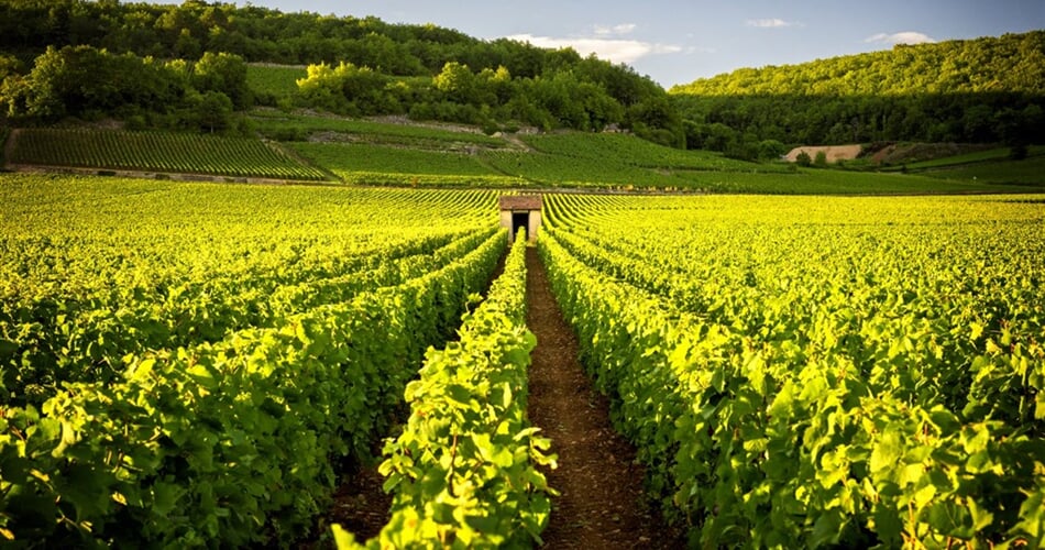 Francie - Burgundsko - vinice Savigny les Beaune