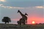 Foto - Victoria Falls & Chobe NP & delta Okavanga