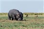 Foto - Victoria Falls & Chobe NP & delta Okavanga