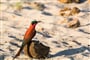 Foto - Victoria Falls & Chobe NP & delta Okavanga
