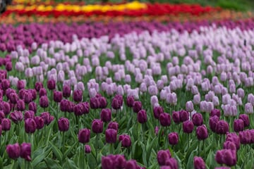 flowers, tulips, festival