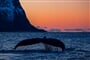 23zi-whales-safari