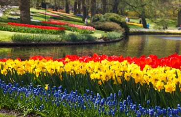 Za krásou holandských květin