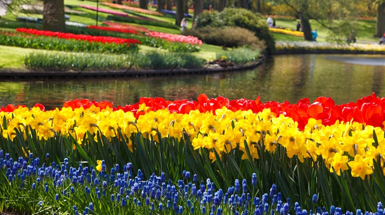 tulips, tulip, daffodils