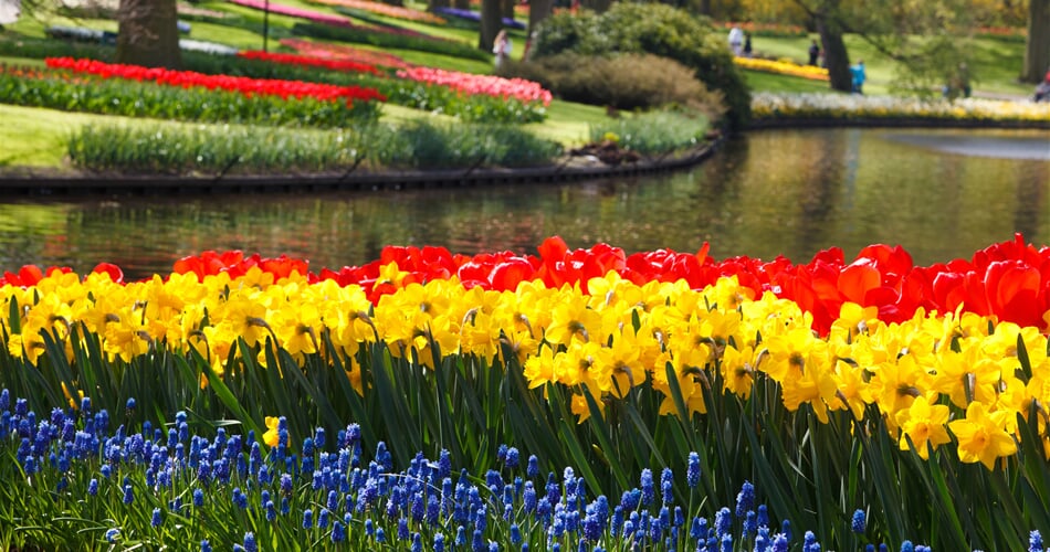 tulips, tulip, daffodils