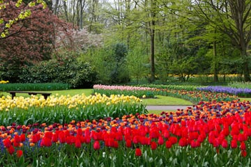 blossom, trees, color