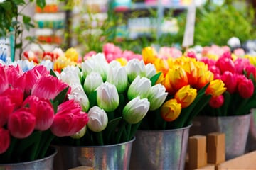 flower, group, colored