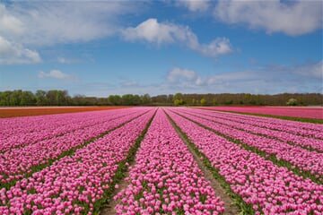 pink, tulip, bulb