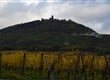 vinice
