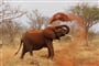 Keňa - poznávací zájezd, safari, NP Tsavo