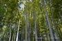 Bambusový háj