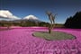 Kvetoucí koberec pod Fudži