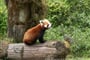 Panda červená, ZOO Gangtók
