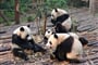 Pandy hodující na bambusu