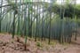 Bambusové moře – Smaragdový koridor