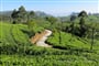 Cesta mezi čajovými plantážemi
