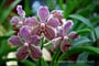 Fialový květ orchideje
