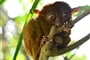Nártoun filipínský - nejroztomilejší primát na celé planetě