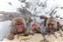Japonské opice v horkých pramenech