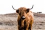 Skotsko - Isle of Islay
