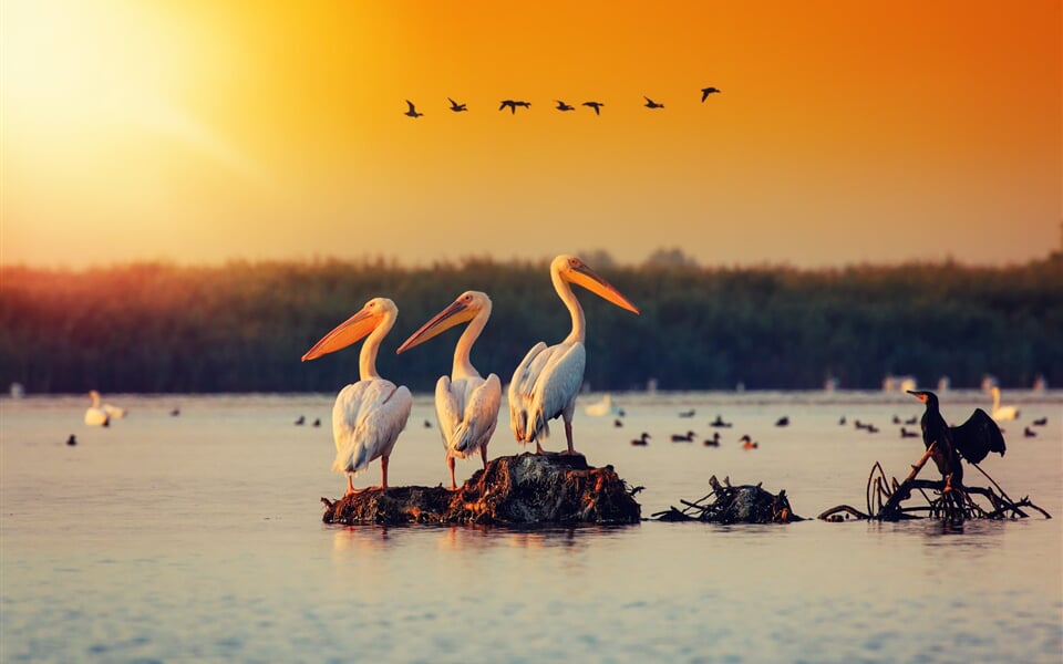 danube delta pelicans
