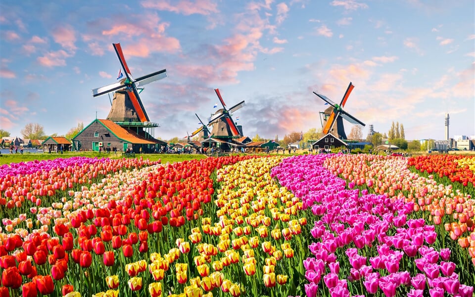Holland tupils and windmills