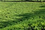 Čajové plantáže v Munnáru